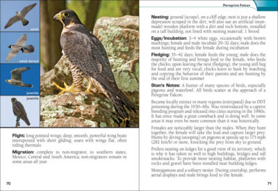 Birds of Prey of the South Field Guide - Image 3