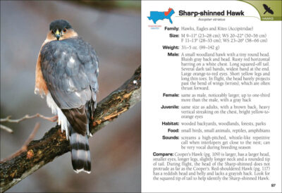 Birds of Prey of the South Field Guide - Image 4