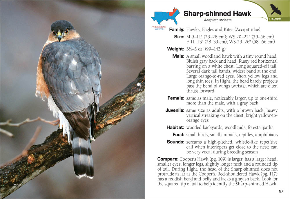 Birds of prey facts and conservation status