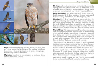 Birds of Prey of the South Field Guide - Image 5