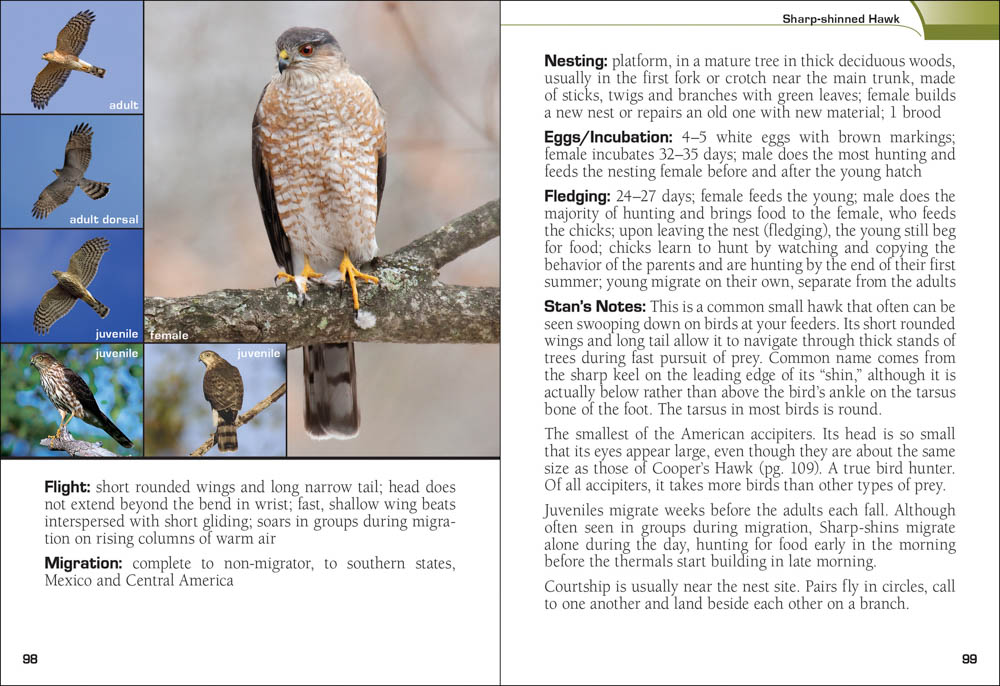 Field Guide - Birds of Prey