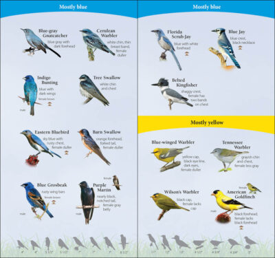 Birds of the South - Image 2
