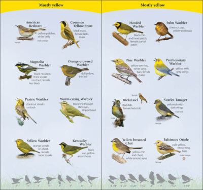 Birds of the South - Image 3