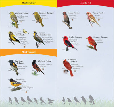 Birds of the South - Image 4