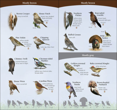 Birds of the South - Image 5