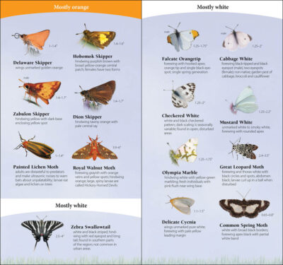Butterflies of the Midwest - Image 2