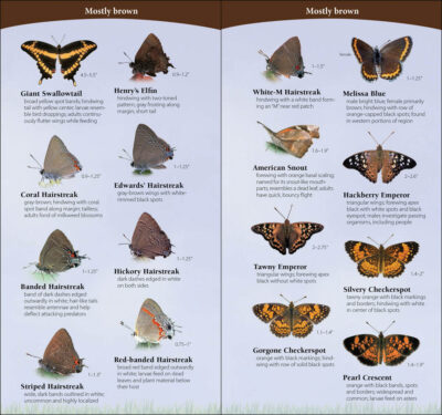 Butterflies of the Midwest - Image 4