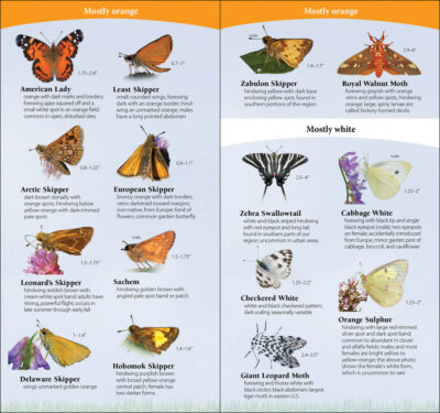 Butterflies of the Northwest - Image 2