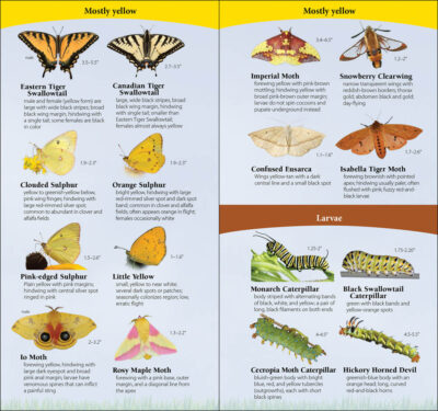 Butterflies of the Northwest - Image 3