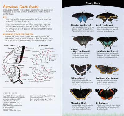 Butterflies of the Northwest - Image 4