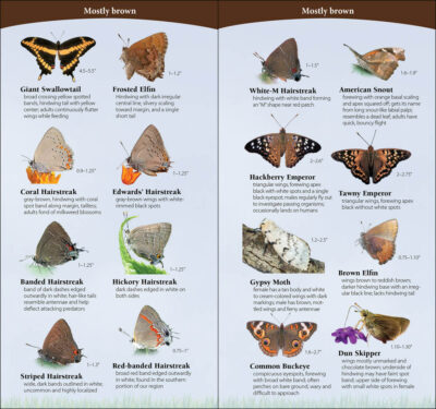 Butterflies of the Northwest - Image 5