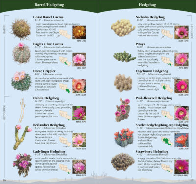 Cactus of the Southwest - Image 4