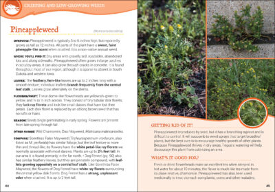 Common Backyard Weeds of the Upper Midwest - Image 2