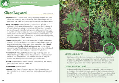Common Backyard Weeds of the Upper Midwest - Image 3