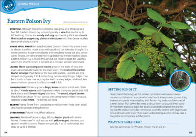 Common Backyard Weeds of the Upper Midwest - Image 4