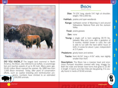 Critters of Wyoming Pocket Guide - Image 3