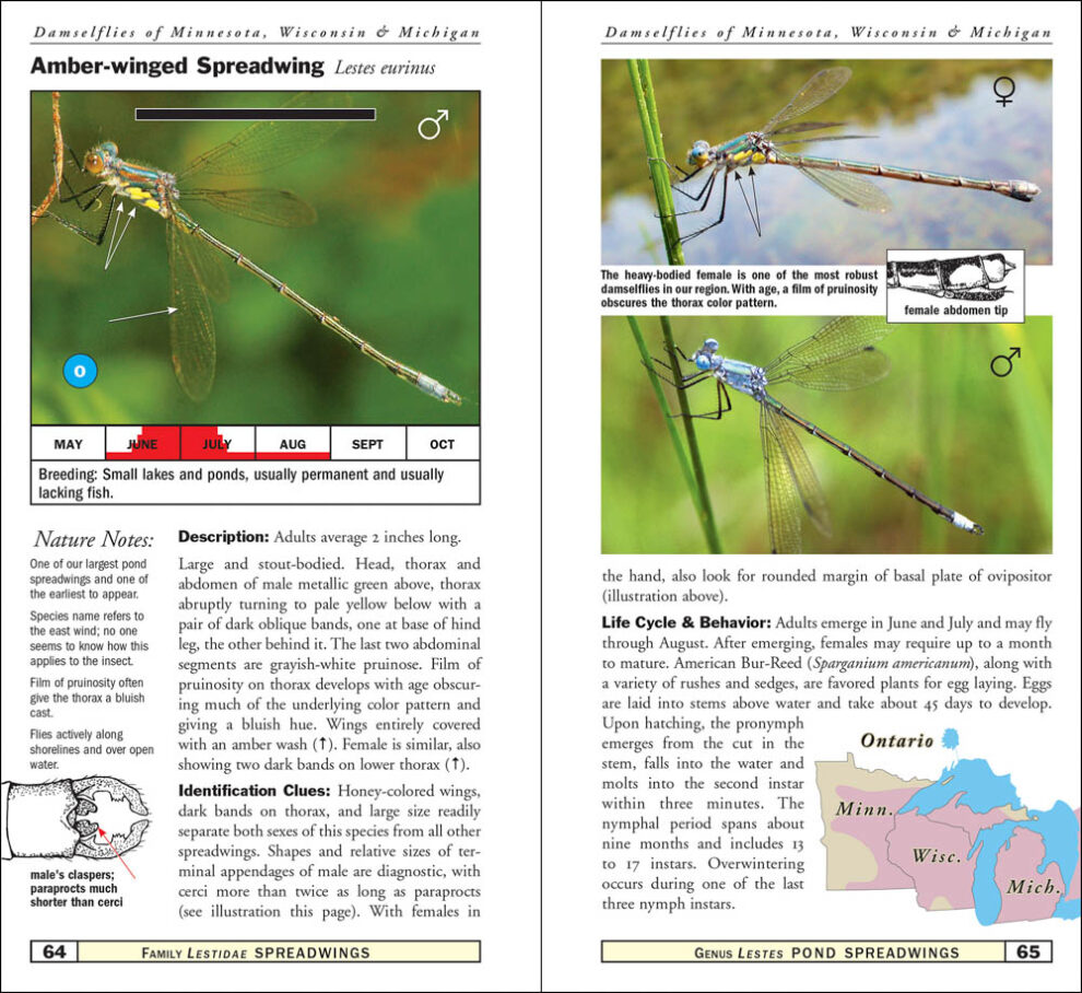 Damselflies of Minnesota, Wisconsin & Michigan - AdventureKEEN Shop