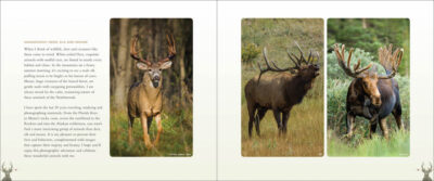 Deer, Elk & Moose - Image 2
