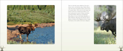 Deer, Elk & Moose - Image 3