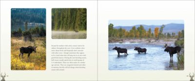 Deer, Elk & Moose - Image 5
