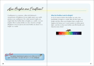 Fireflies Book - Image 5