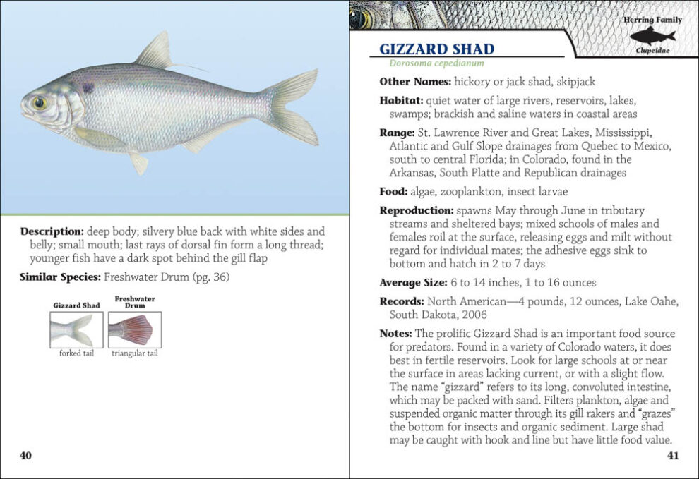 Fish of Colorado Field Guide - AdventureKEEN Shop