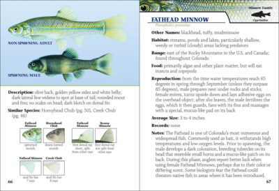 Fish of Colorado Field Guide - Image 4
