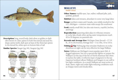 Fish of Michigan Field Guide - Image 5