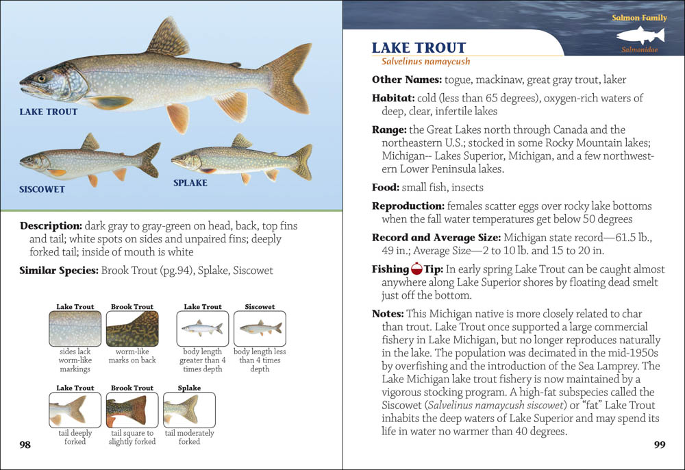 Fish of Michigan Field Guide - AdventureKEEN Shop