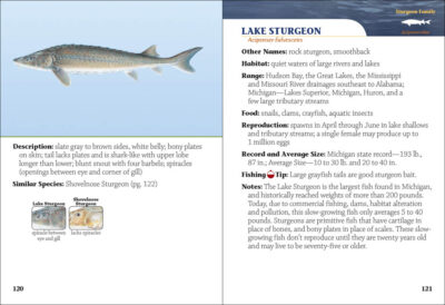 Fish of Michigan Field Guide - Image 2