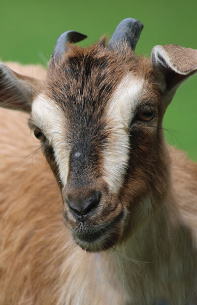 Goat Blank Journal