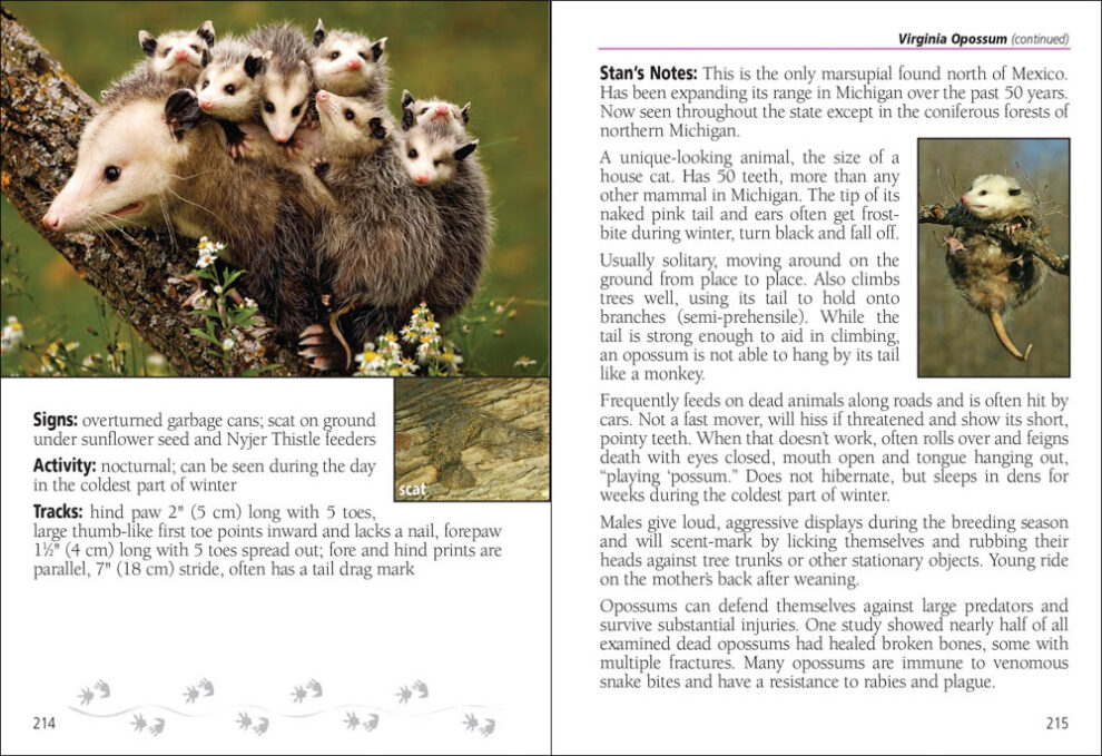 Mammals of Michigan Field Guide - AdventureKEEN Shop