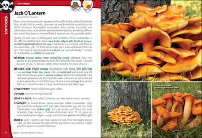 Mushrooms of the Northeast - Image 2