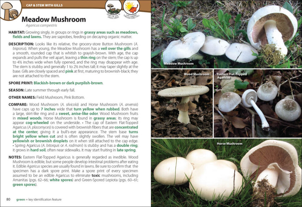 Mushrooms of the Northeast - AdventureKEEN Shop