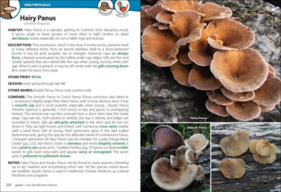 Mushrooms of the Northeast - Image 4