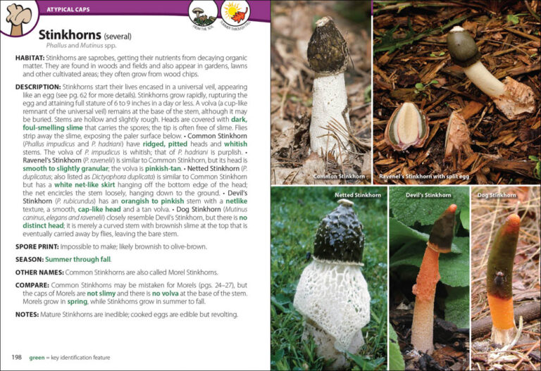 Mushrooms of the Upper Midwest - AdventureKEEN Shop