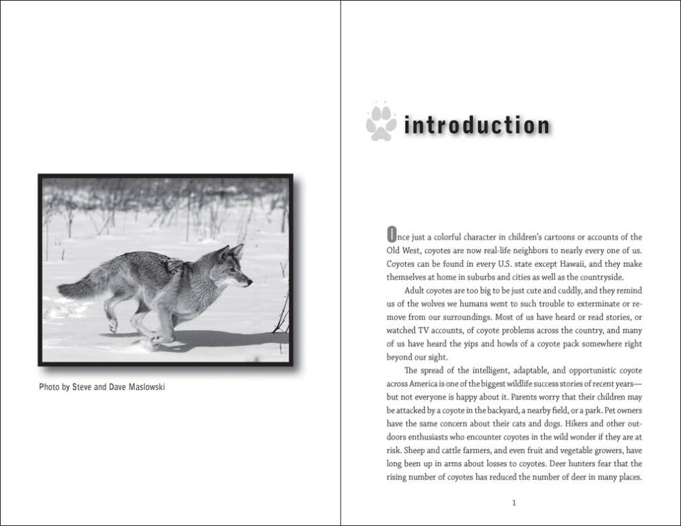 Myths &amp; Truths About Coyotes - AdventureKEEN Shop