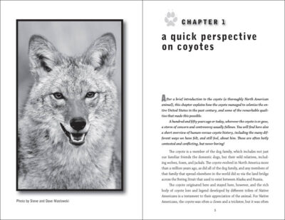 Myths & Truths About Coyotes - Image 4