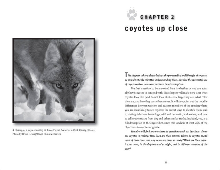 Myths &amp; Truths About Coyotes - AdventureKEEN Shop