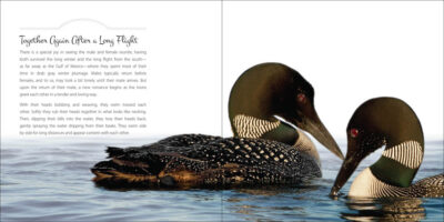 Our Love of Loons - Image 2