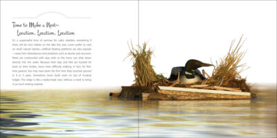Our Love of Loons - Image 5