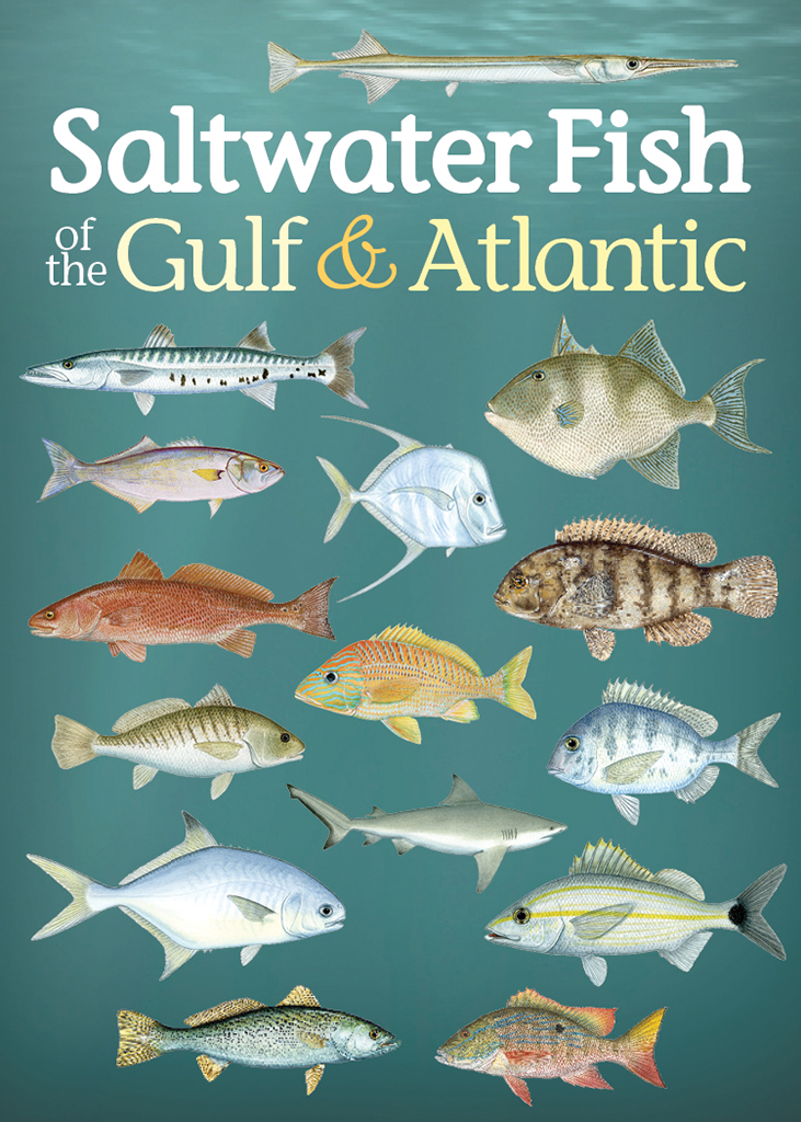 The Florida saltwater fishing book: A saltwater fishing guide book Florida.  Learn Florida saltwater fishing. Florida saltwater fish id. Florida