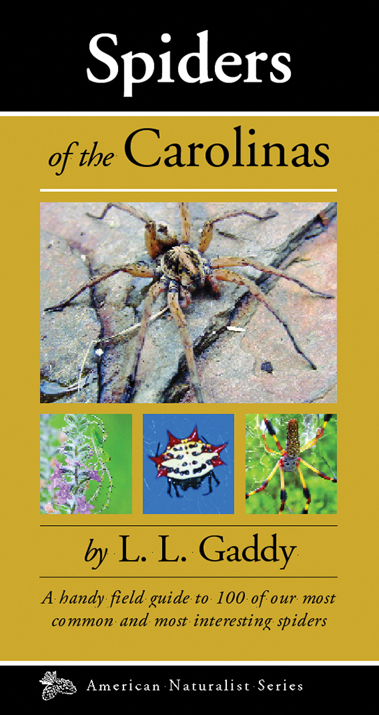Common Spiders In North Carolina + Identification Guide!