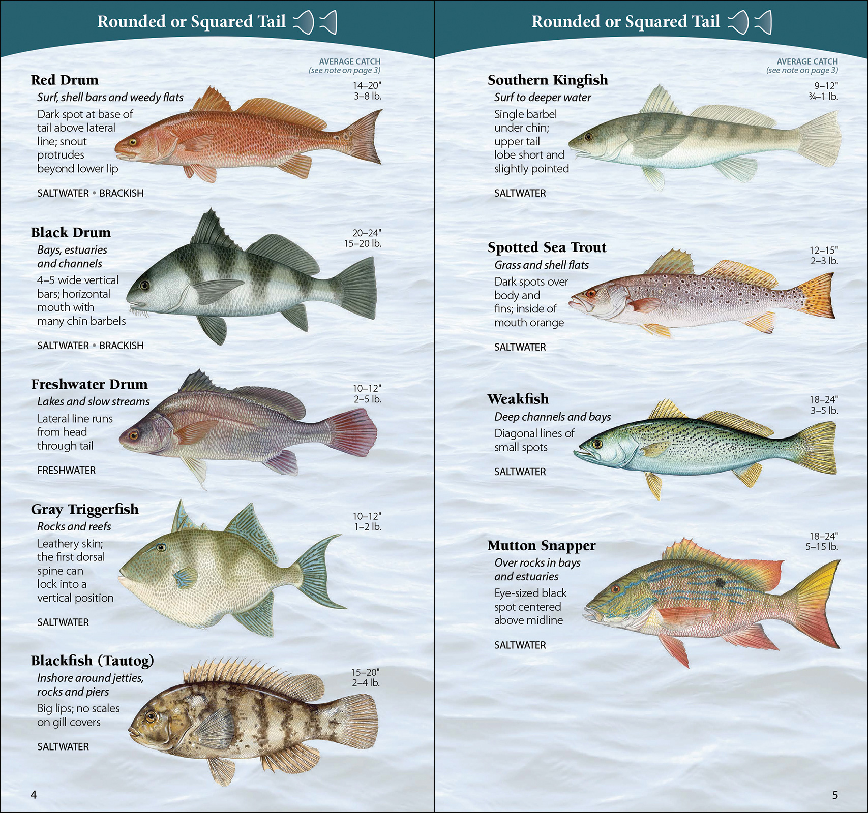 Dave Saltwater Sport Fish of the Gulf Field Guide Paperback by Bosanko Bra... 