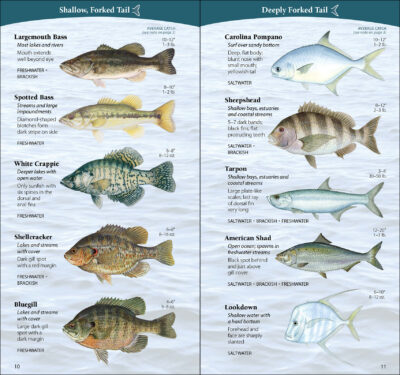 Sport Fish of the Middle & South Atlantic - Image 3