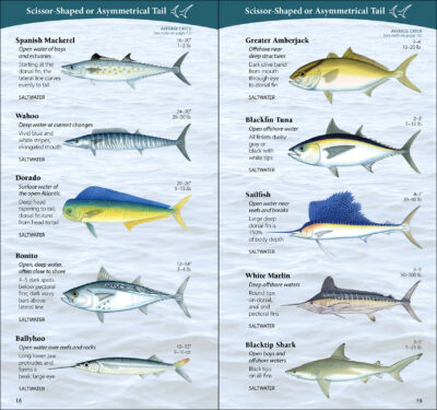 Sport Fish of the Middle & South Atlantic - Image 4
