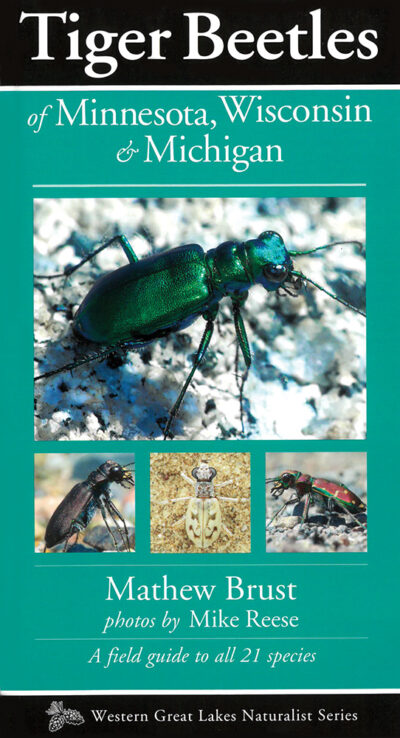 Tiger Beetles of Minnesota, Wisconsin & Michigan