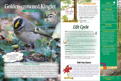 Wild About Michigan Birds - Image 2