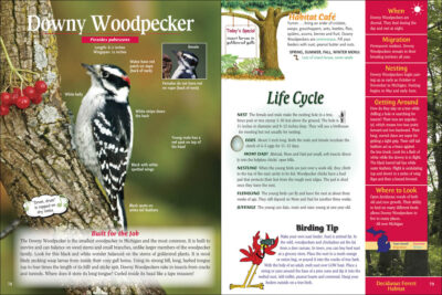 Wild About Michigan Birds - Image 5