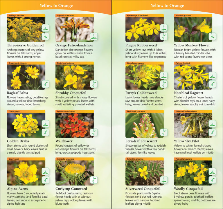 Wildflowers of Colorado & Southern Wyoming AdventureKEEN Shop